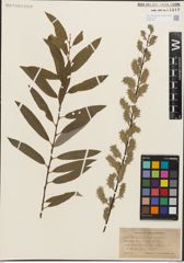 Foto von Salix humilis Marshall x Salix sericea Marshall